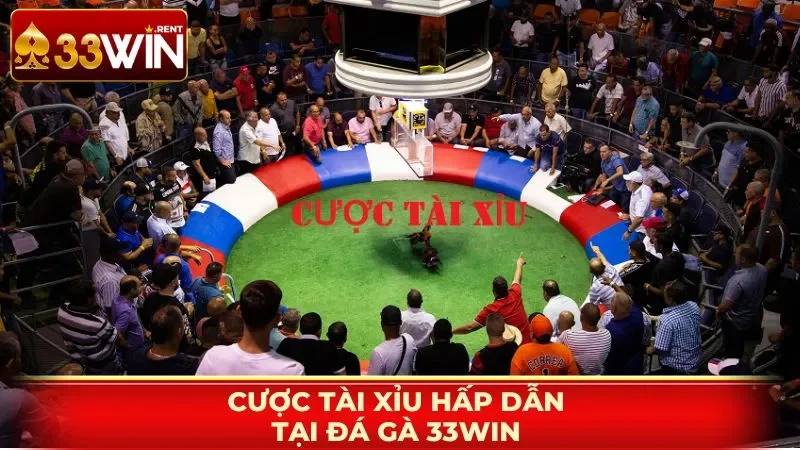 Cược Tài xỉu rất hấp dẫn tại đá gà 33WIN