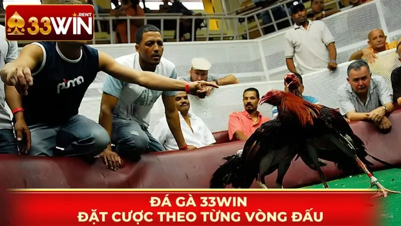 Đá Gà 33WIN đặt cược theo vòng đấu